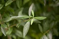 Pflanzen für Dich Gehölze Ligustrum vulgare, 1 St., Gewöhnlicher Liguster, Rainweide, Beinholz, Tintenbeerstrauch