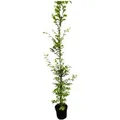 Carpinus betulus 175-200 cm