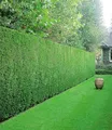 BALDUR Garten Hecken Leyland-Zypressen-Hecke 10 Pflanzen, 10 St., Schnellwachsend, immergrün, winterhart, mehrjährig, blickdicht