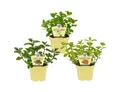 Exotenherz Gewürzkraut Minze-Sorten Set mit 3 Pflanzen Schoko HUGO Grapefruit 12cm Topf
