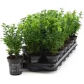 1 Pflanze Buchsbaum 20-25 cm Strauch Buxus sempervirens