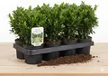 Buchsbaum Buxus Sempervirens, Immergrüne Heckenpflanze, 6 Pflanzen, 1m Gesamtlän