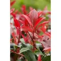 Photinia Fraseri Devils Dream® Glanzmispel Rot 100–125 cm