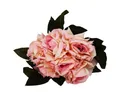 Kunstblume, BOLTZE