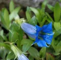 Stengelloser Enzian - Gentiana acaulis - lebende Gartenpflanze aus den Baumschulen
