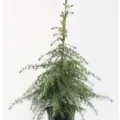 Himalaya Zeder 100-125cm - Cedrus deodara