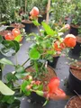 Chaenomeles japonica Cido Red - Zierquitte Cido Red - 40-60cm