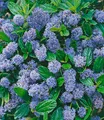 Immergrüne Säckelblume Blauer Ceanothus 'Blue Mound', 1 Pflanze