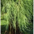 Hochstamm Sumpfzypresse Cascade Falls 100-125cm - Taxodium distichum