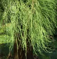 Hochstamm Sumpfzypresse Cascade Falls 100-125cm - Taxodium distichum