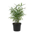 Bloomique - Fargesia Blue - Blauer Bambus - Nicht ausbreitend - Winterhart - Heckenpflanze - Höhe 20-40 cm - 14 - cm - Topf