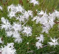 Sandnelke - Dianthus arenarius