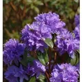 Wild - Rhododendron Aquamarin 25-30cm - Rhododendron augustinii