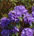 Wild - Rhododendron Aquamarin 25-30cm - Rhododendron augustinii