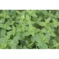 Mentha X Piperita Multimentha Pfefferminze Ca. 9x9 cm Topf