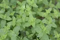 Mentha x piperita 'Multimentha' ca. 9x9 cm Topf - Pfefferminze, intensiv duftend, ideal für Tee und Küche, bienenfreundlich, pflegeleicht