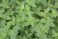 Pflanzen für Dich Staude Mentha piperita Multimentha, 1 St., Pfefferminze, Multimentha-Pfefferminze