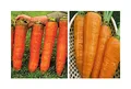 Stk - 20x Riesen F1 Russische Karotten Möhren Gemüse Pflanzen - Samen A278 - Seeds & Plants Shop by Ipsa