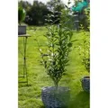 Ligustrum ovalifolium 125-150 cm