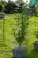 Ligustrum ovalifolium, immergrün, 125–150 cm
