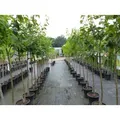 echter Walnussbaum Juglans regia 180 cm Obstbaum winterhart kräftiger Stamm Nussbaum