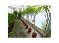 echter Walnussbaum Juglans regia 180 cm Obstbaum winterhart kräftiger Stamm Nussbaum