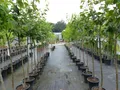 gruenwaren jakubik echter Walnussbaum Juglans regia 180 cm Obstbaum winterhart kräftiger Stamm Nussbaum