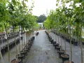 echter Walnussbaum Juglans regia 170 cm Obstbaum winterhart Nussbaum
