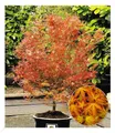 BALDUR Garten 1x Japanischer Ahorn 'Katsura', Pflanze im 12 cm-Topf, niedrig bleibende Ahorn-Rarität, spektakulärer Orange-Ton im Frühjahr, winterhart & mehrjährig, pflegeleicht