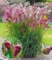 BALDUR Garten 1x Miscanthus Boucle®, Knolle in Größe I, winterharte Staude, mehrjährig, pflegeleicht, blühend, Schnittblume, Ziergras, Blickfang im Beet & Kübel, Miscanthus sinensis