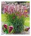Miscanthus "Boucle®",1 Knolle