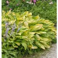 Funkie June Fever - Hosta cultorum