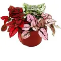 Exotenherz Dreifarbige Punktblume Hypoestes Phyllostachya 12cm Topf mit Drei Verschiedenen Farben