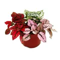 Dreifarbige Punktblume- Hypoestes phyllostachya - 12cm Topf - mit drei Farben