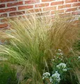 Engelshaargras Ponytails - Stipa tenuissima