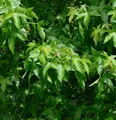Säulen Amberbaum Slender Silhouette 125-150cm - Liquidambar styraciflua