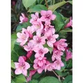 Weigela Florida Pink Poppet Weigelie Rosa Blüten 40–60 cm