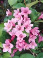 Weigela florida 'Pink Poppet', Weigelie, rosa Blüten, 40–60 cm