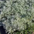 Artemisia arborescens 'Powis Castle' - Halbstrauchiger Garten-Wermut 'Powis Castle' - 9cm Topf