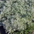 Artemisia arborescens 'Powis Castle' - Halbstrauchiger Garten-Wermut 'Powis…