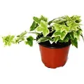Exotenherz Hedera Helix Efeu Weißbuntes Laub 9cm Topf