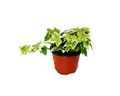 Exotenherz Zimmerpflanze Hedera helix - weißbuntes Laub, 9cm Topf