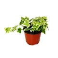 Expotenherz - Hedera helix - Efeu, weißbuntes Laub, 9cm Topf