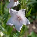 Ballonblume Perlmutterschale - Platycodon grandiflorus