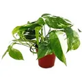 Exotenherz Weißbunte Gemusterte Efeutute Epipremnum Variegata Scindapsus 12cm Topf Rankende Zimmerpflanze