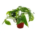 Weiß-bunte gemusterte Efeutute Epipremnum variegata Scindapsus 12cm Topf rankende Zimmerpflanze