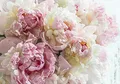 Fototapete Blumen Pfingstrose Rosen Romantik Rosa 350x250 cm - inkl. Kleister - für Wohnzimmer Schlafzimmer Flur Modern Vlies Tapete Vliestapete Wandtapete Motivtapeten