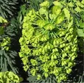 Palisaden Wolfsmilch Humpty Dumpty - Euphorbia characias - lebende Gartenpflanze aus den Baumschulen