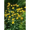 Rudbeckia Nitida Juligold Scheinsonnenhut Ca. 11x11 cm Topf