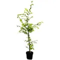 Carpinus betulus 100-125 cm